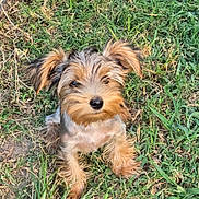 Porkchop joined the competition — help win amazing prizes! dog, puppy, grass, outdoor, pet, animal, cute, fur, ears, small_dog, canine, nature, adorable, sitting, mammal, friendly, fluffy, eyes, young_dog, tongue_hidden