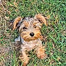dog, puppy, grass, outdoor, pet, animal, cute, fur, ears, small_dog, canine, nature, adorable, sitting, mammal, friendly, fluffy, eyes, young_dog, tongue_hidden
