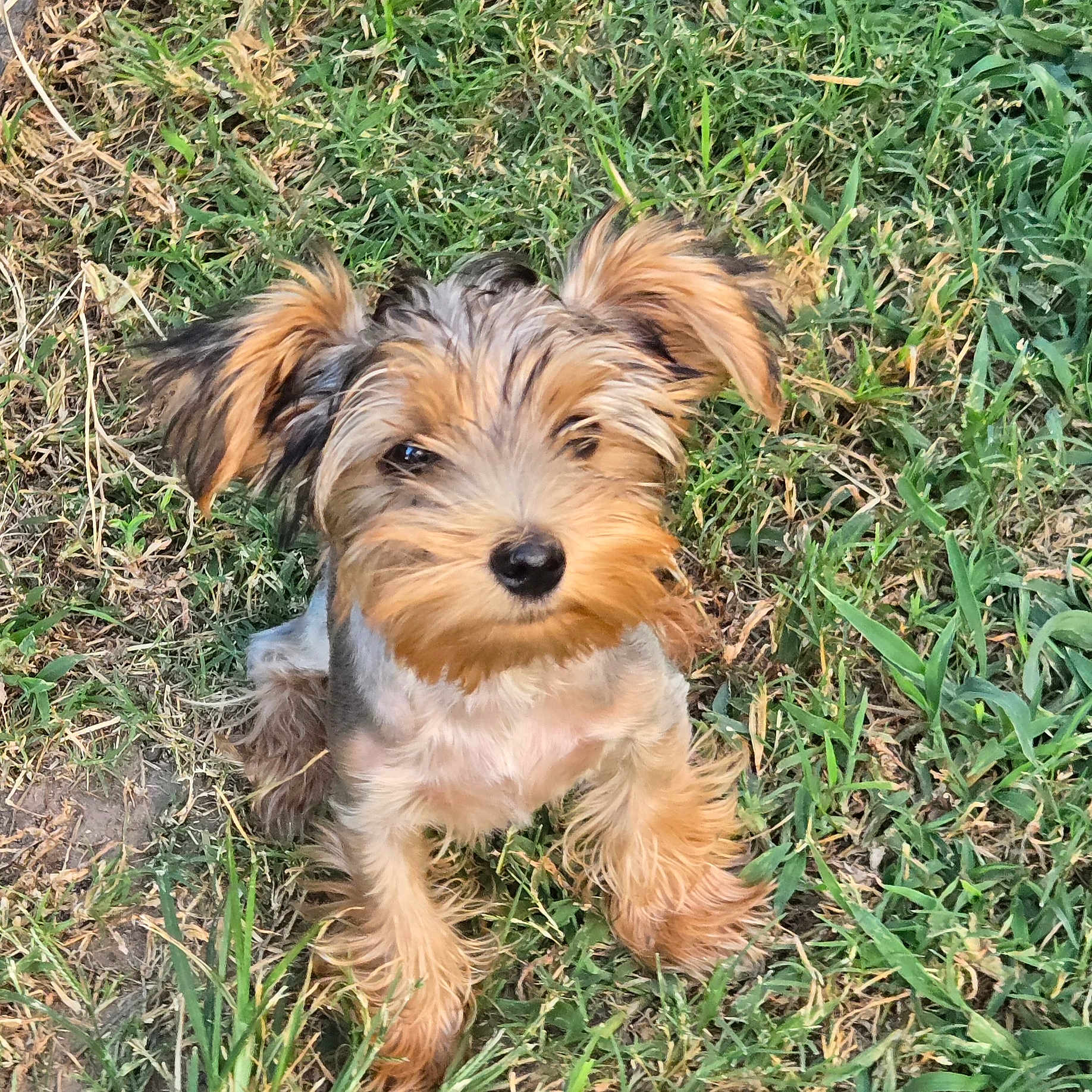 Porkchop joined the competition — help win amazing prizes! dog, puppy, grass, outdoor, pet, animal, cute, fur, ears, small_dog, canine, nature, adorable, sitting, mammal, friendly, fluffy, eyes, young_dog, tongue_hidden
