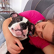 Shoop a rejoint le concours — aidez-le/la à gagner de superbes lots ! boston_terrier, canidae, carnivore, comfort, companion_dog, couch, dog, dog_breed, eyewear, fawn, fur, happy, magenta, puppy_love, selfie, sitting, sporting_group, t_shirt, thigh, working_animal