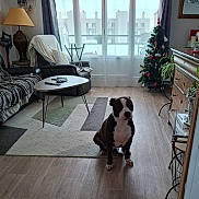 Scoop participe au concours pour gagner de l'argent avec cette photo : dog, living_room, rug, window, armchair, lamp, curtains, coffee_table, flooring, christmas_tree, decorations, draped_cloth, wooden_dresser, plant, remote_control, cushion, furniture, indoor, pet, natural_light
