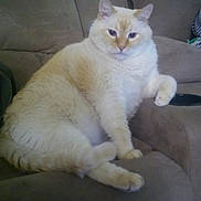 Gus Gus is registered to the contest to win money with this photo: arabian_mau, asian, british_shorthair, burmilla, carnivore, cat, colorpoint_shorthair, domestic_short_haired_cat, fawn, felidae, javanese, khao_manee, kitten, mammal, persian, small_to_medium_sized_cats, tail, turkish_angora, vertebrate, whiskers