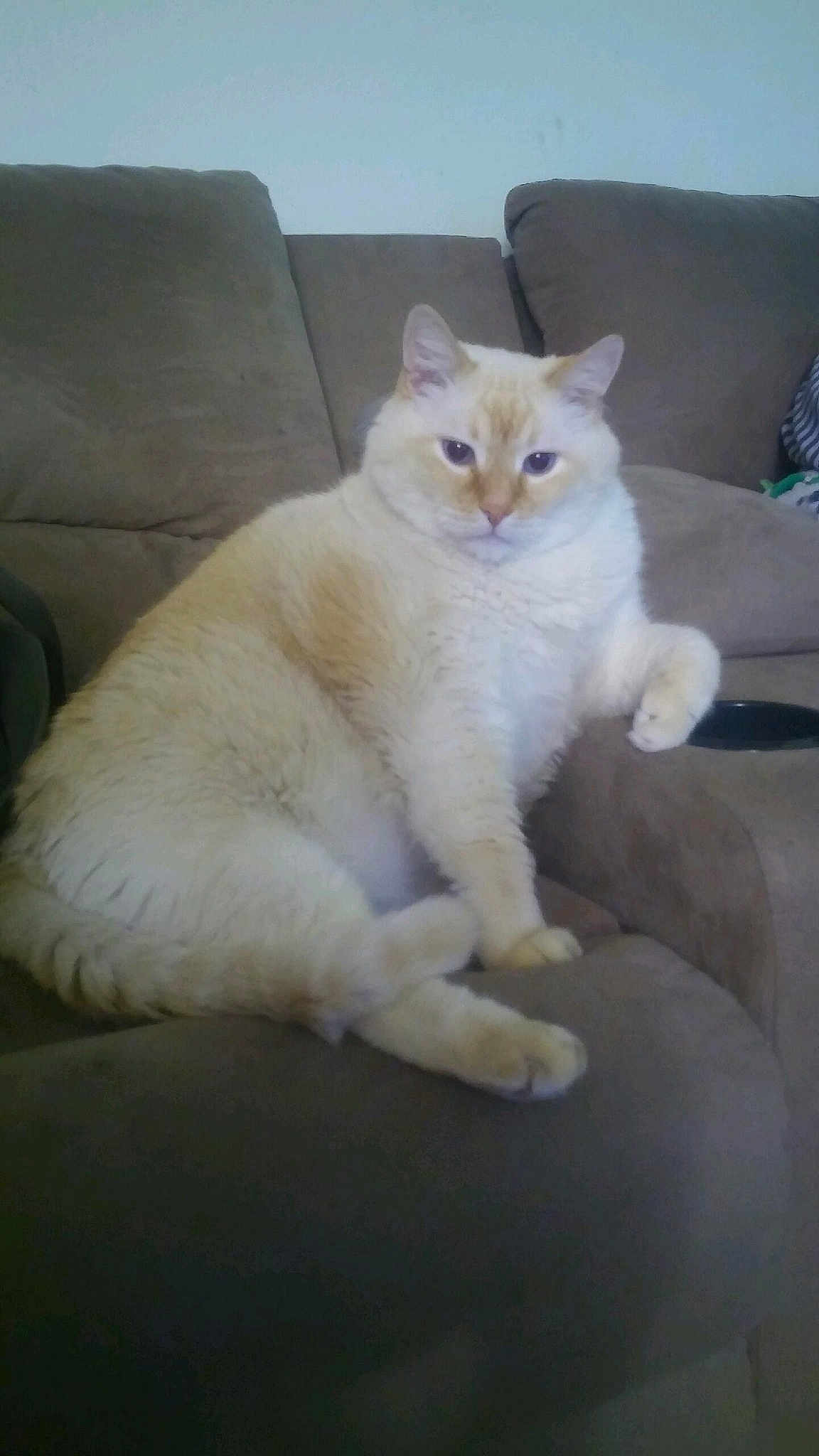 Gus Gus