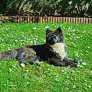 Ogaï participe au concours pour gagner de l'argent avec cette photo : animal, canine, daylight, dog, domestic_animal, flowers, fur, garden, grass, greenery, laying_down, mammal, nature, outdoor, peaceful, pet, relaxing, resting, summer, sunlight
