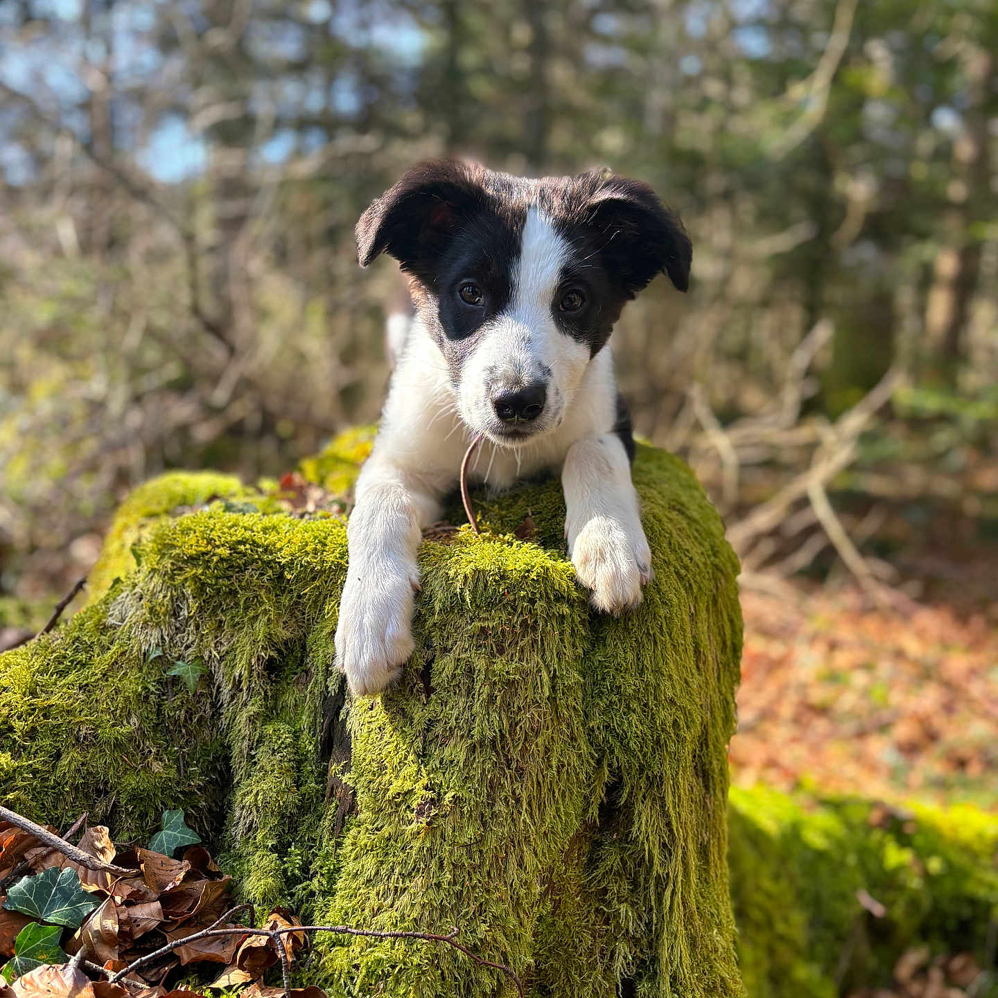 Arès participe au concours pour gagner de l'argent avec cette photo : animal, canine, dog, grass, grove, hound, land, leaf, moss, nature, outdoors, pet, plant, puppy, rainforest, tree, treestump, treetrunk, vegetation, woodland