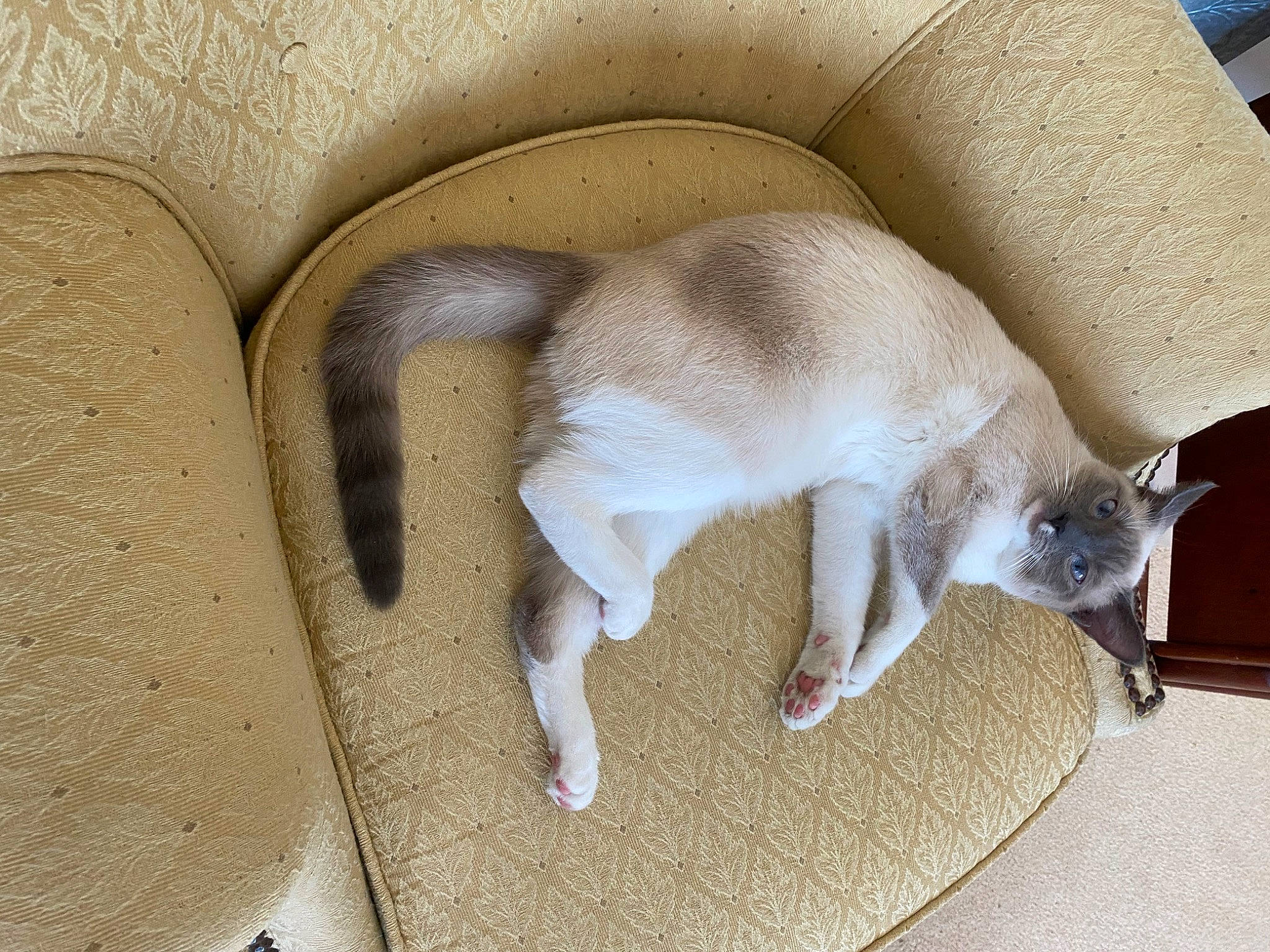 Mese is registered to the contest to win money with this photo: balinese, beige, carnivore, cat, comfort, companion_dog, dog_breed, fawn, felidae, flooring, fur, hardwood, pet_supply, siamese, small_to_medium_sized_cats, snout, sporting_group, tail, whiskers, wood