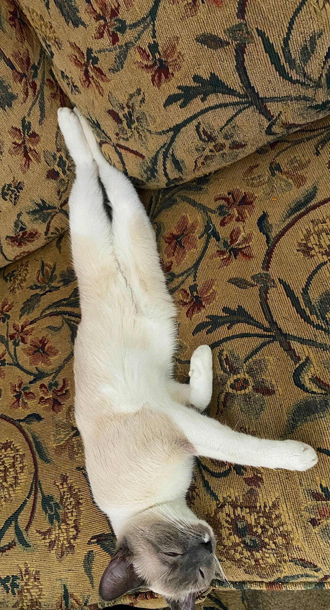 Mese is registered to the contest to win money with this photo: art, carnivore, cat, comfort, companion_dog, dog_breed, felidae, foot, fur, gesture, human_leg, linens, paw, small_to_medium_sized_cats, snout, tail, toe, whiskers, wing, wood