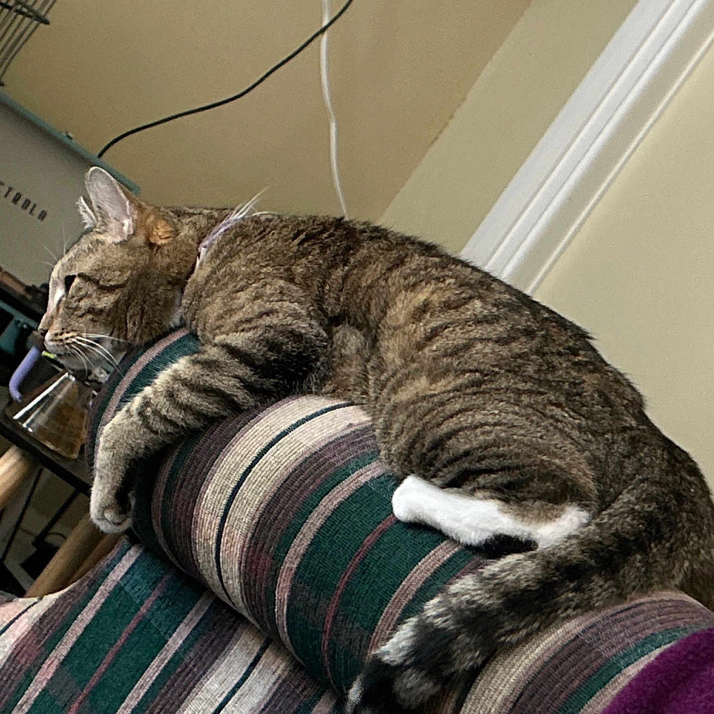 Captain Morgan is registered to the contest to win money with this photo: abyssinian, animal, architecture, armchair, building, cat, chair, couch, cushion, electronics, furniture, hardware, homedecor, indoors, livingroom, manx, person, pet, room, shelf