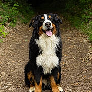 Paco a rejoint le concours — aidez-le/la à gagner de superbes lots ! dog, bernese_mountain_dog, animal, pet, outdoor, forest, trail, nature, canine, sitting, happy, tongue_out, fur, black, white, brown, smiling, leafy, path, woods