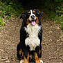 dog, bernese_mountain_dog, animal, pet, outdoor, forest, trail, nature, canine, sitting, happy, tongue_out, fur, black, white, brown, smiling, leafy, path, woods