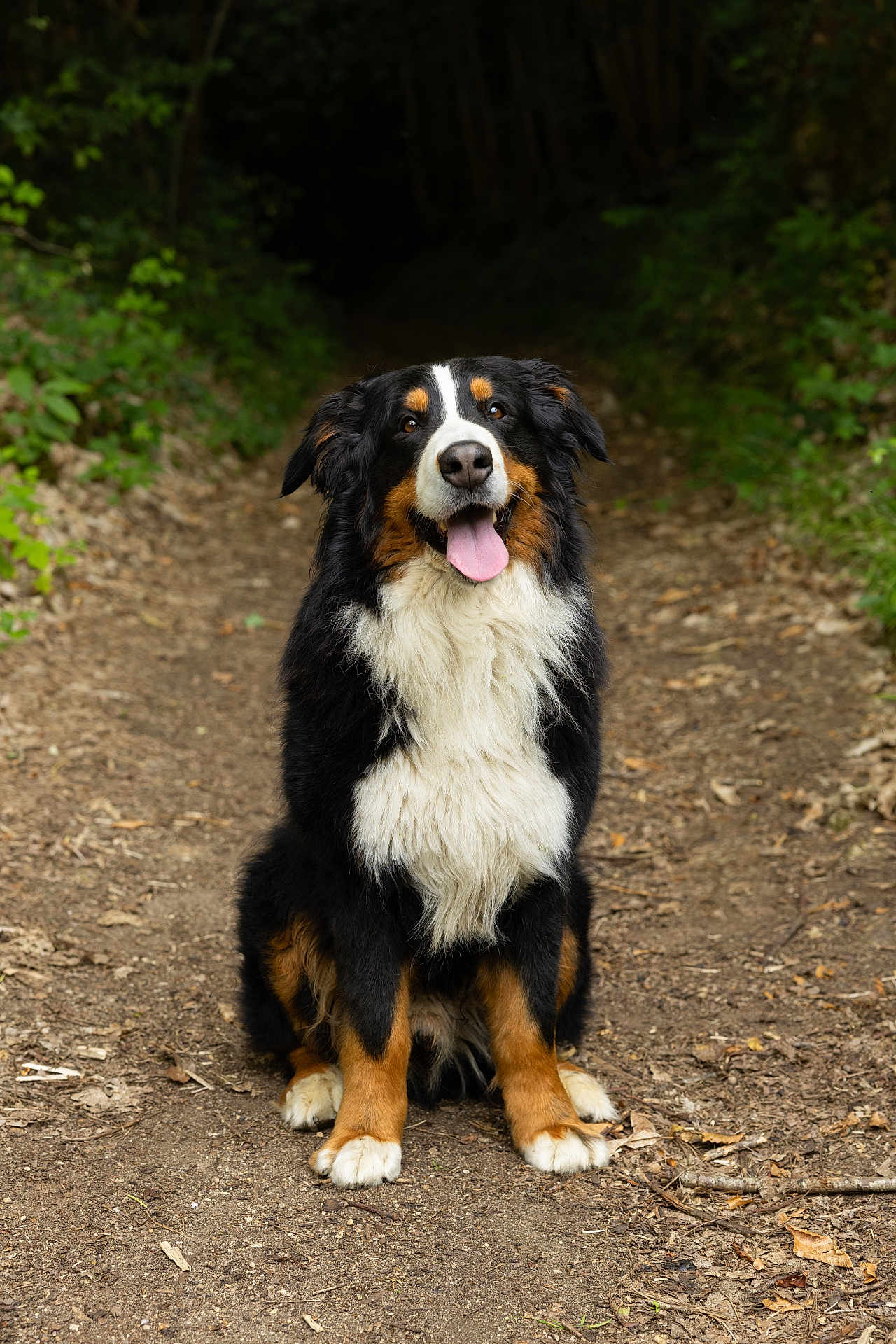 Paco a rejoint le concours — aidez-le/la à gagner de superbes lots ! dog, bernese_mountain_dog, animal, pet, outdoor, forest, trail, nature, canine, sitting, happy, tongue_out, fur, black, white, brown, smiling, leafy, path, woods