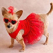 Penny is registered to the contest to win money with this photo: dog, small_dog, red_dress, tutu, heart_shaped_sunglasses, red_bow, pet_fashion, cute, standing, fur, animal, accessories, portrait, studio, neutral_background, stylish, adorable, canine, costume, posing