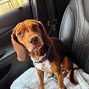 Tlger is registered to the contest to win money with this photo: dog, brown_dog, white_fur, pet, car_interior, car_seat, blanket, seatbelt, leather_seat, collar, canine, animal, domestic_animal, looking_up, ears, tail, window, door_panel, fence, sunlight