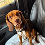 dog, brown_dog, white_fur, pet, car_interior, car_seat, blanket, seatbelt, leather_seat, collar, canine, animal, domestic_animal, looking_up, ears, tail, window, door_panel, fence, sunlight