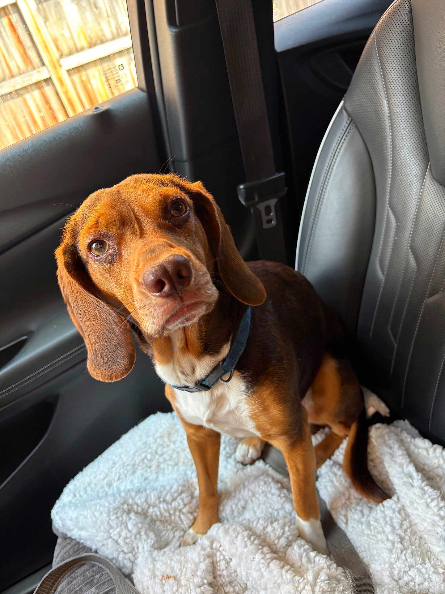 Tlger is registered to the contest to win money with this photo: dog, brown_dog, white_fur, pet, car_interior, car_seat, blanket, seatbelt, leather_seat, collar, canine, animal, domestic_animal, looking_up, ears, tail, window, door_panel, fence, sunlight