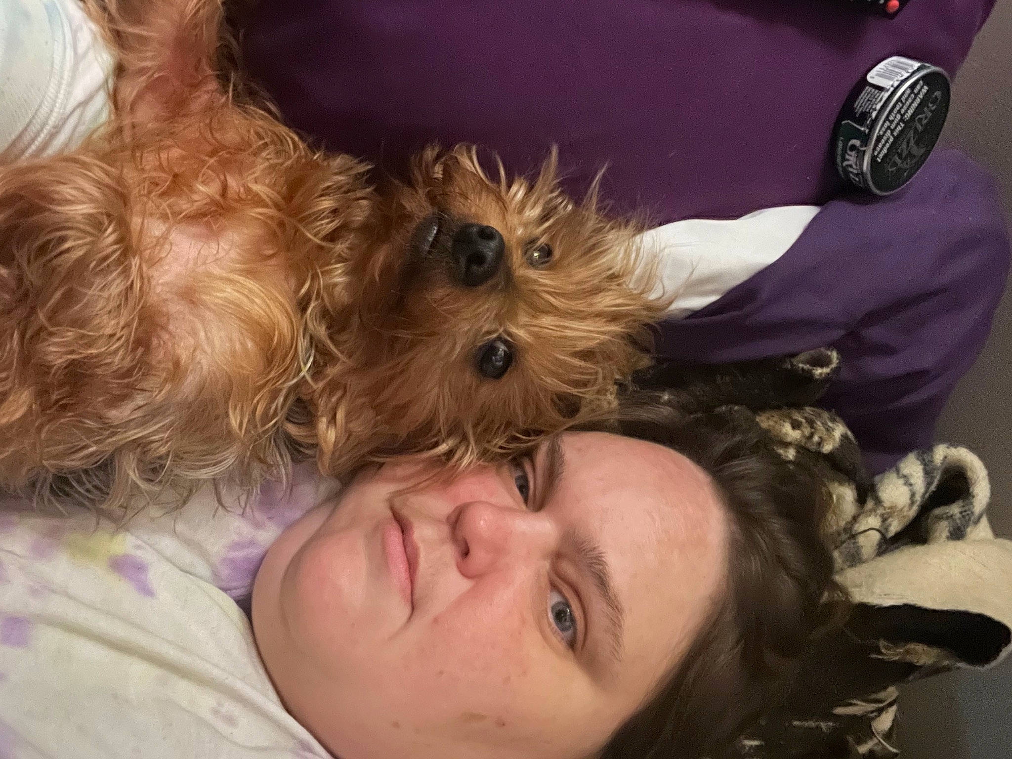 Princess is registered to the contest to win money with this photo: canidae, carnivore, comfort, companion_dog, dog, dog_breed, dog_supply, ear, fawn, fun, fur, happy, liver, mammal, small_terrier, snout, sporting_group, terrier, toy_dog, yorkipoo