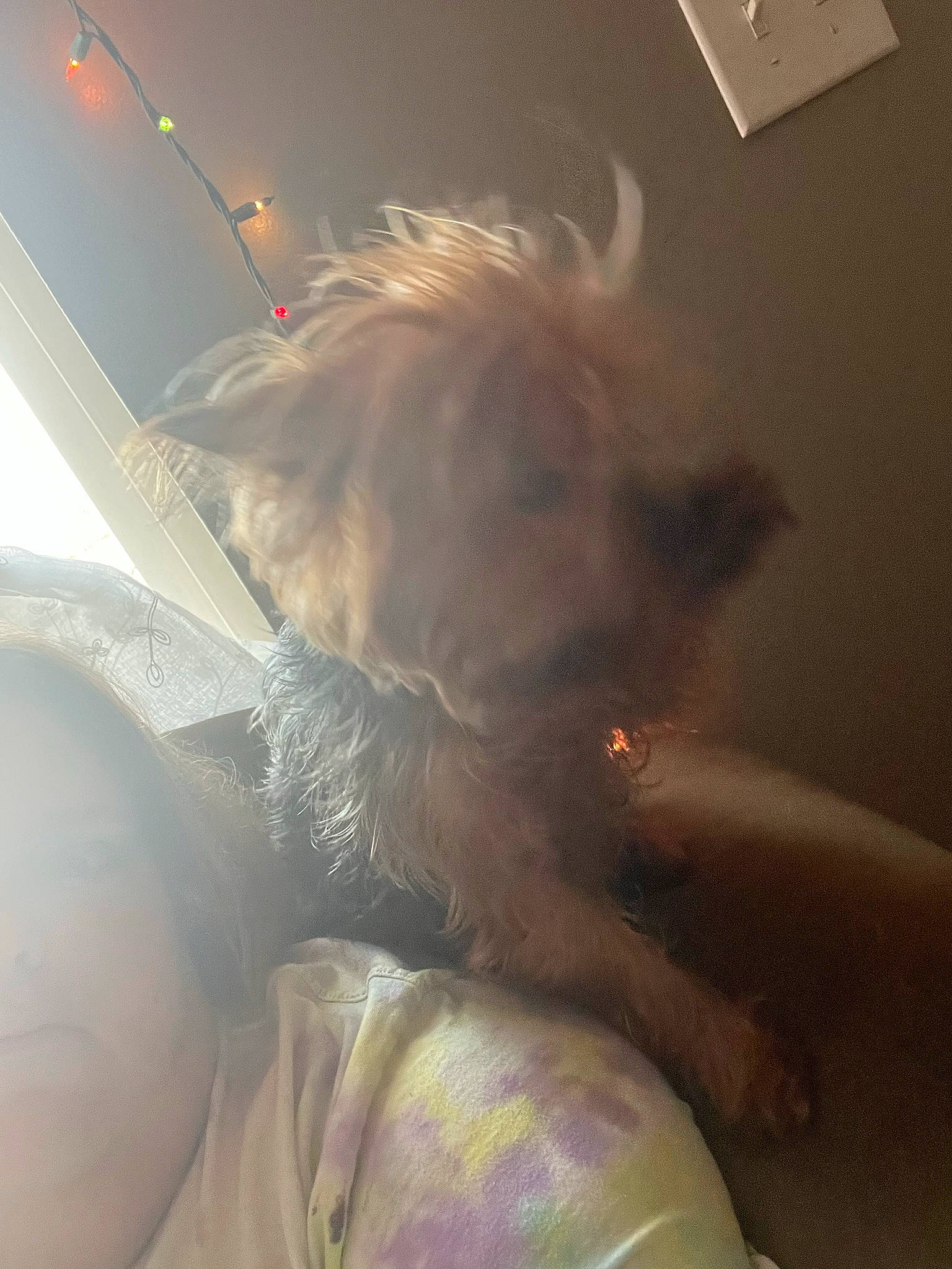 Princess is registered to the contest to win money with this photo: beard, canidae, carnivore, companion_dog, dog, dog_breed, eyewear, fawn, felidae, fur, gesture, selfie, small_to_medium_sized_cats, snout, sporting_group, sunglasses, tints_and_shades, vision_care, whiskers, windshield