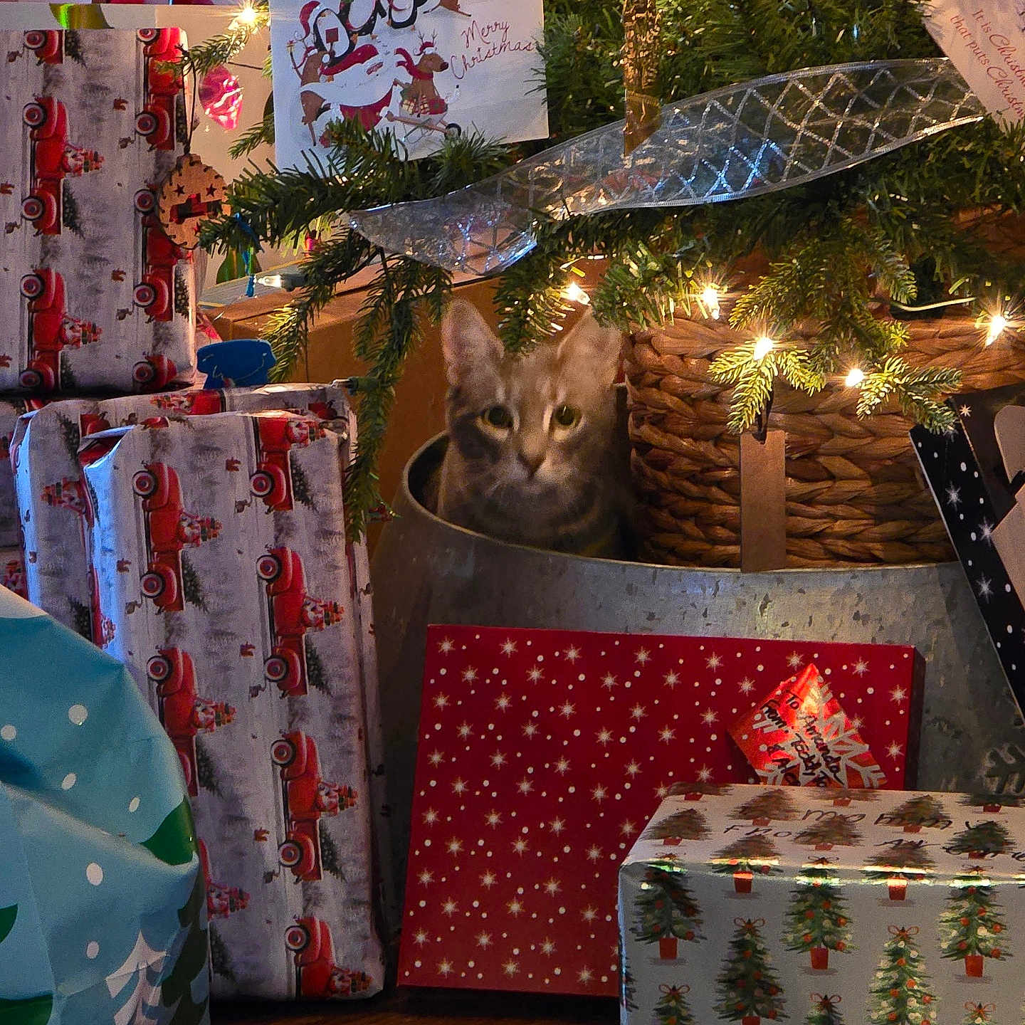 Smokey joined the competition — help win amazing prizes! basket, cat, christmas_decor, christmas_tree, curious_cat, decorations, festive, gift_wrap, holiday, holiday_lighting, holiday_season, indoor, metal_container, pine_tree, presents, ribbon, string_lights, tree_stand, wood_floor, wrapped_gifts