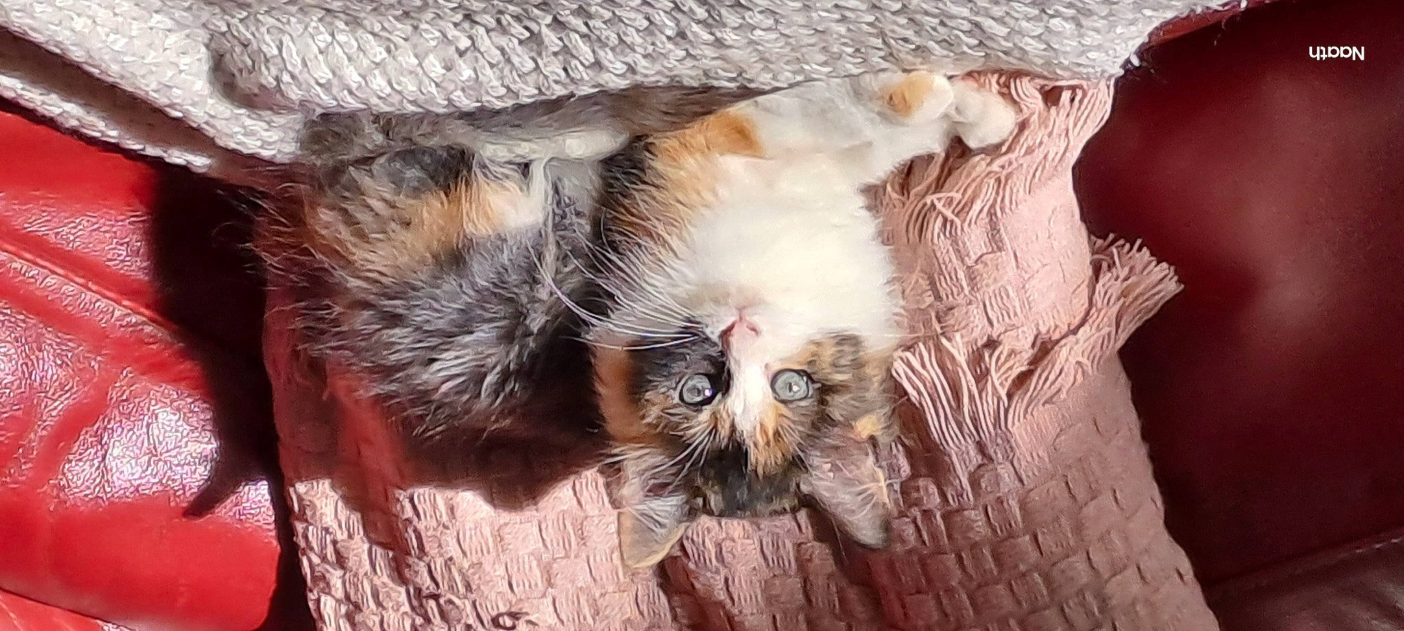 Dior participe au concours pour gagner de l'argent avec cette photo : carnivore, cat, cat_bed, claw, comfort, domestic_short_haired_cat, fang, fawn, felidae, fur, hardwood, paw, plant, small_to_medium_sized_cats, snout, terrestrial_animal, tree, whiskers, wildlife, wood