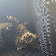 Pluto joined the competition — help win amazing prizes! cat, tabby, upside_down, couch, indoor, relaxed, fur, pet, animal, whiskers, paw, texture, window_blinds, light, cozy, resting, cute, feline, home, comfortable