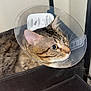 cat, tabby_cat, cone, protective_collar, pet, animal, indoor, storage_bin, fabric, clothing, folded_clothes, wall, metal_frame, closeup, fur, ears, whiskers, resting, domestic_cat, household