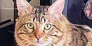 Pluto is registered to the contest to win money with this photo: cat, tabby, green_eyes, indoor, furniture, floor, curious, pet, whiskers, ears, domestic_animal, animal, mammal, sitting, closeup, feline, household, striped, cute, looking