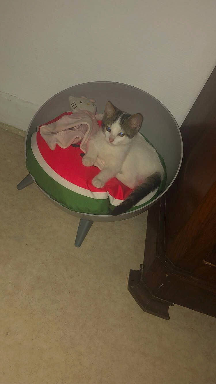 Théodore a rejoint le concours — aidez-le/la à gagner de superbes lots ! canidae, carmine, carnivore, cat, cat_bed, cat_supply, comfort, companion_dog, domestic_short_haired_cat, fawn, felidae, flooring, hardwood, paw, pet_supply, sitting, small_to_medium_sized_cats, stairs, tail, whiskers