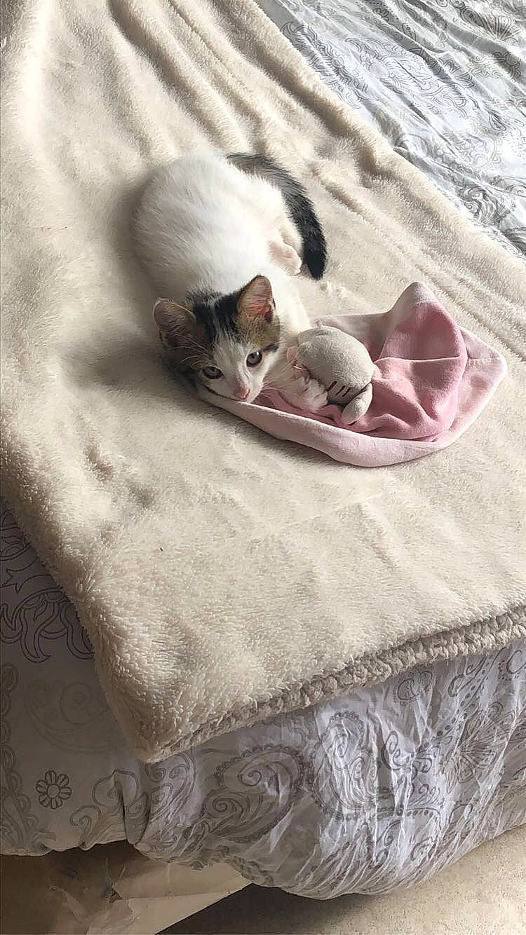 Théodore a rejoint le concours — aidez-le/la à gagner de superbes lots ! bed, bed_sheet, bedding, carnivore, cat, comfort, domestic_short_haired_cat, fawn, felidae, fur, grey, linens, pattern, paw, room, small_to_medium_sized_cats, tail, textile, whiskers, wood