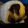 cat, sleeping, fluffy_fur, close_up, cozy, resting, animal, pet, feline, indoor, cute, relaxation, soft, warm_colors, blue_background, whiskers, ear, paw, fur_texture, quiet