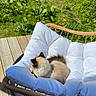 cat, fluffy, white_cushion, chair, outdoor, sunlight, greenery, grass, garden, wooden_deck, relaxing, pet, animal, nature, daylight, feline, resting, comfortable, cozy, peaceful