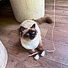 cat, blue_eyes, fluffy, playing, string, wooden_floor, indoor, pet, feline, paws, fur, animal, cute, domestic_cat, relaxed, curious, brown, beige, planter, tail