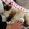 Mavi a rejoint le concours — aidez-le/la à gagner de superbes lots ! cat, siamese_cat, pet, hand, blanket, heart_pattern, couch, fur, relaxation, cozy, domestic_animal, paw, human_hand, bracelet, comfort, indoor, resting, soft_texture, animal, feline