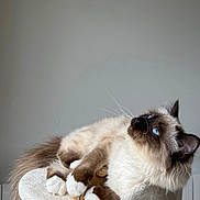 Mavi participe au concours pour gagner de l'argent avec cette photo : cat, blue_eyes, fluffy, perch, relaxed, indoor, pet, feline, whiskers, curious, soft_fur, brown_and_white, claws, tail, resting, domestic_cat, animal, cute, portrait, quiet