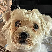 Pepino joined the competition — help win amazing prizes! dog, small_dog, white_fur, close_up, pet, animal, indoor, curious, fluffy, cute, face, nose, ears, collar, fur, portrait, looking_at_camera, domestic_animal, companion, friendly