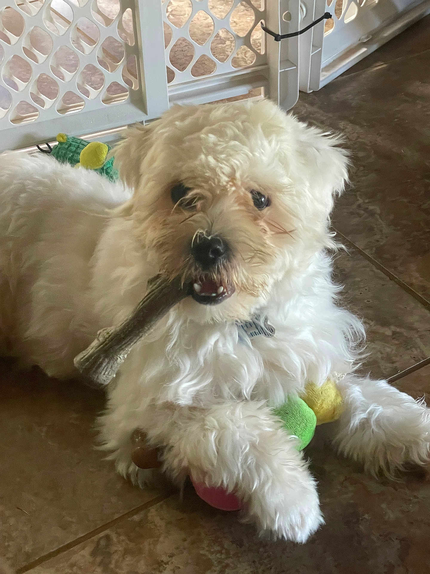Pepino