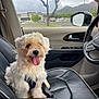 Pepino joined the competition — help win amazing prizes! dog, pet, car_interior, leather_seat, window, rain, parking_lot, mountains, trees, seatbelt, steering_wheel, door_handle, tongue_out, happy, fluffy, white_dog, sitting, daytime, cloudy, vehicle