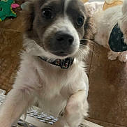 Lui joined the competition — help win amazing prizes! dog, puppy, pet, indoor, curious, white_fur, black_fur, collar, bandana, floor, toy, dinosaur_toy, gate, looking_up, close_up, brown_floor, window_curtain, two_dogs, animal, domestic
