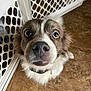 dog, pet, brown_and_white, curious, wide_eyes, close_up, indoors, floor, baby_gate, collar, fur, canine, looking_up, animal, companion, household, portrait, friendly, cute, domestic