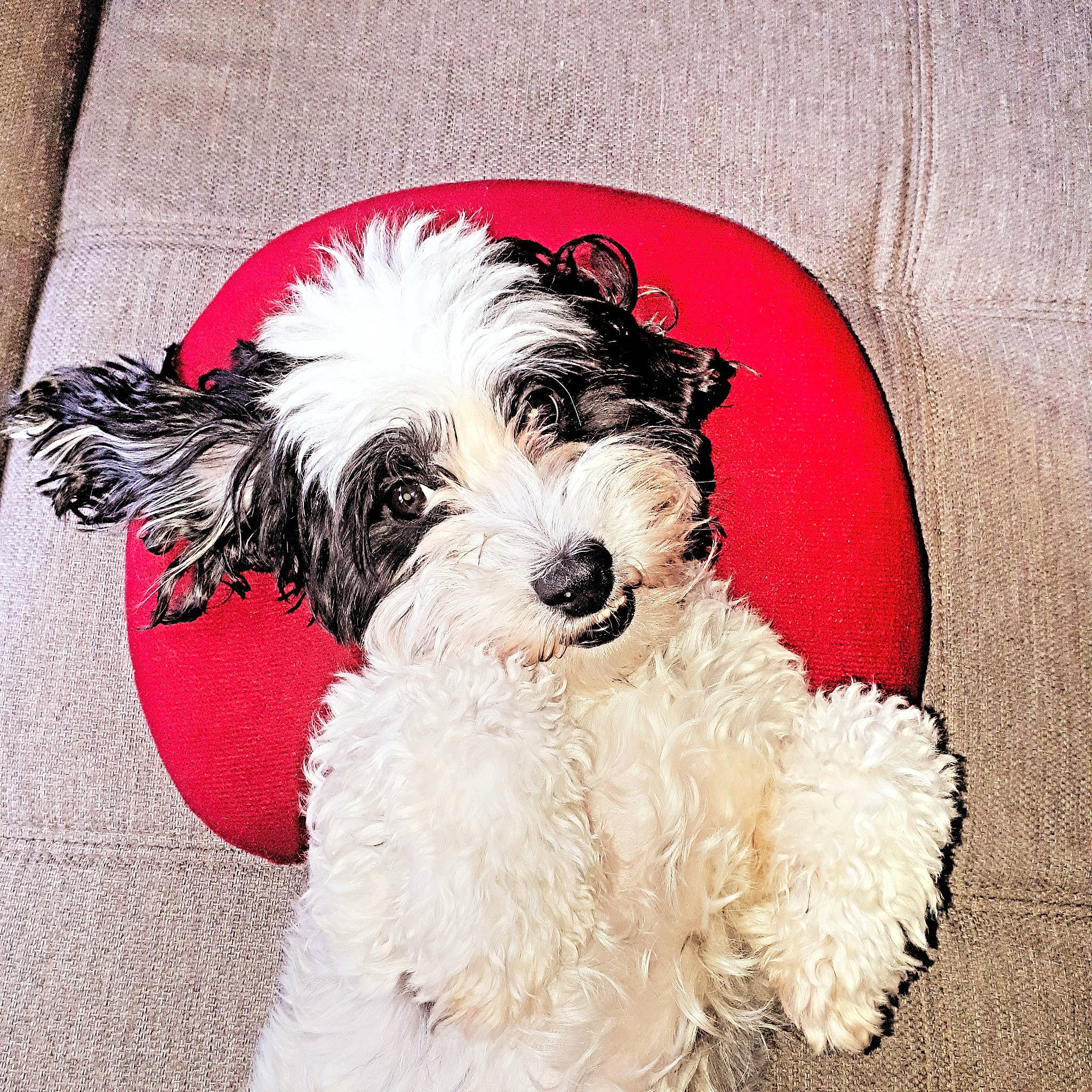 Princesse participe au concours pour gagner de l'argent avec cette photo : canidae, carnivore, cavapoo, cockapoo, companion_dog, dog, dog_breed, havanese, maltepoo, mammal, petit_basset_griffon_vendeen, puppy, puppy_love, rare_breed_dog, schnoodle, shih_tzu, snout, terrier, toy_dog, vertebrate