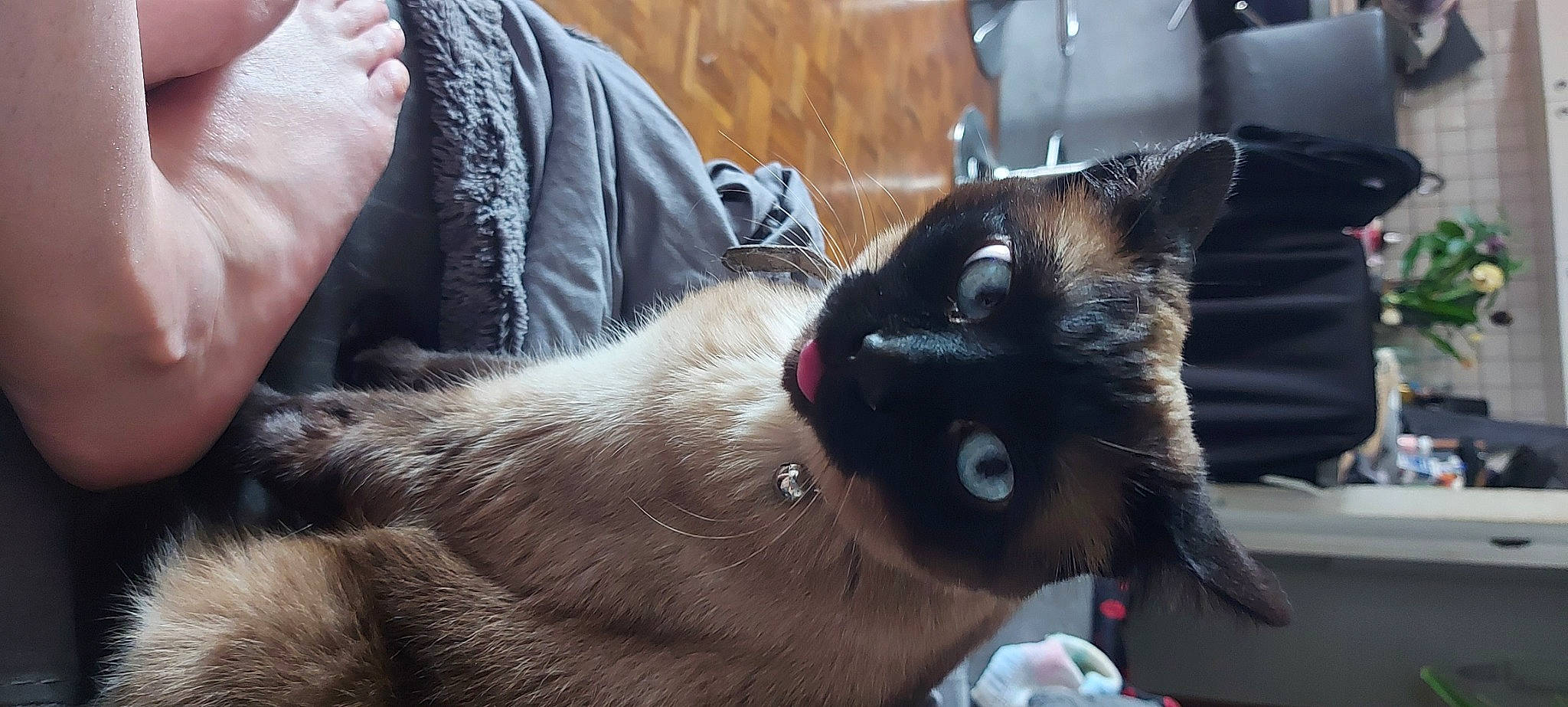 Minnie a rejoint le concours — aidez-le/la à gagner de superbes lots ! balinese, canidae, carnivore, cat, claw, collar, dog_breed, domestic_short_haired_cat, fawn, felidae, fur, paw, siamese, small_to_medium_sized_cats, snout, tail, thai, whiskers, window