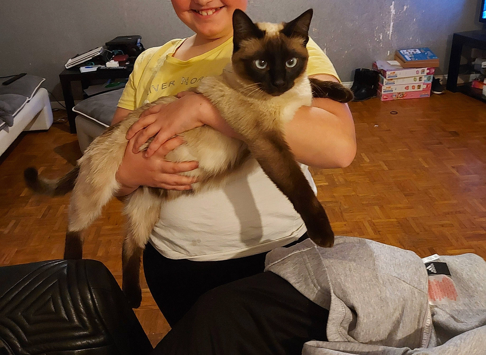 Minnie participe au concours pour gagner de l'argent avec cette photo : abdomen, bag, balinese, box, carnivore, cat, comfort, fawn, felidae, fur, gesture, lap, luggage_and_bags, siamese, small_to_medium_sized_cats, tail, television, thai, trunk, whiskers