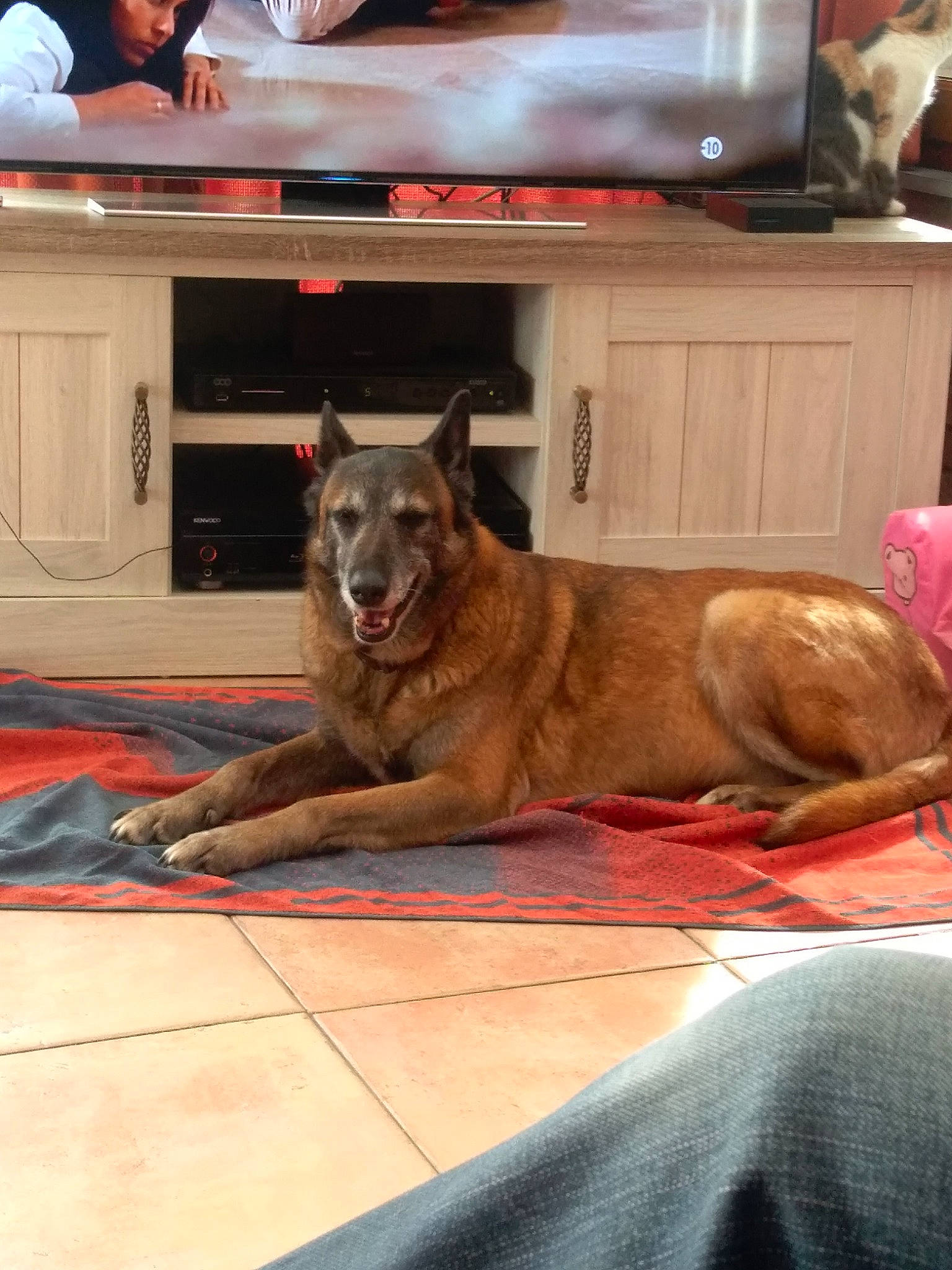 Kalia a rejoint le concours — aidez-le/la à gagner de superbes lots ! belgian_shepherd, belgian_shepherd_malinois, canidae, carnivore, dog, dog_breed, fawn, person, table