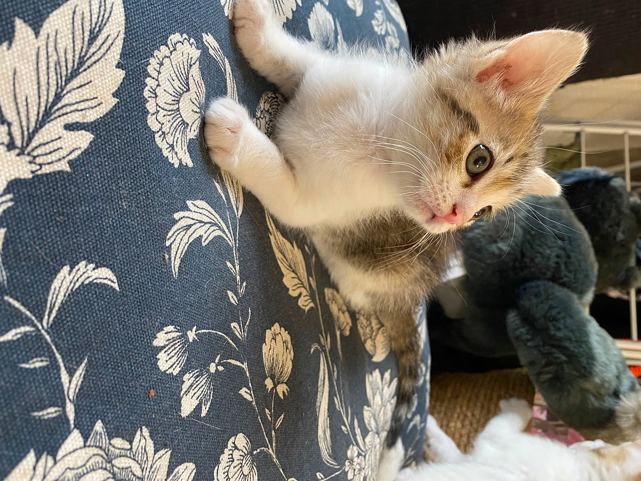 Tartine participe au concours pour gagner de l'argent avec cette photo : carnivore, cat, claw, domestic_short_haired_cat, fawn, felidae, fur, gesture, nap, pattern, paw, photo_caption, plant, small_to_medium_sized_cats, snout, tail, thai, whiskers