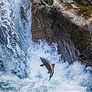 Kellin joined the competition — help win amazing prizes! bird, chute, fluvial_landforms_of_streams, mammal, mountain_river, natural_landscape, rapid, recreation, rock, seabird, stream, vertebrate, water, water_feature, water_resources, watercourse, waterfall, wave, wind, wind_wave