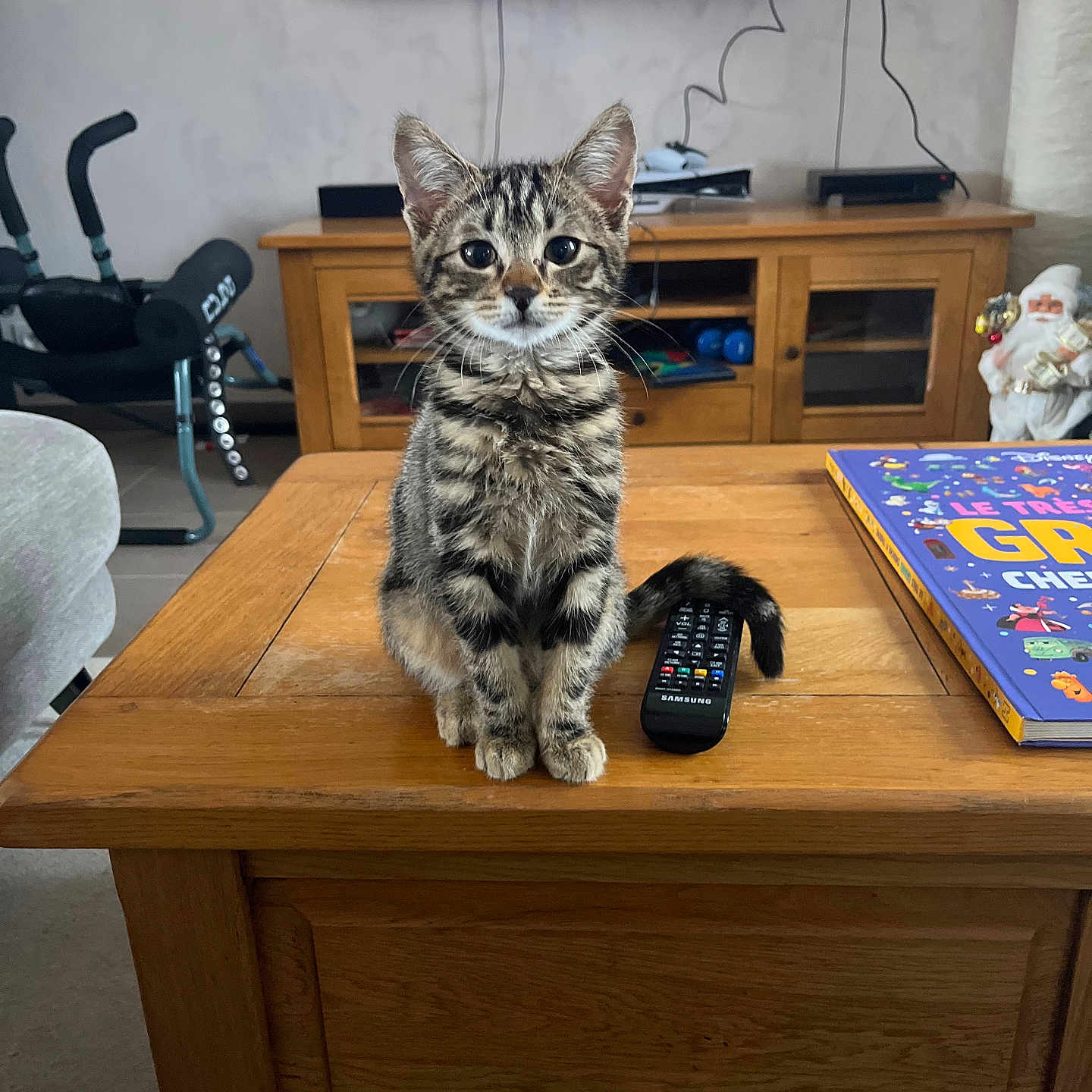 Tigrou a rejoint le concours — aidez-le/la à gagner de superbes lots ! animal, cat, computerhardware, desk, electronics, entertainmentcenter, furniture, hardware, hardwood, indoors, interiordesign, kitten, monitor, pet, plywood, remotecontrol, screen, table, tv, wood