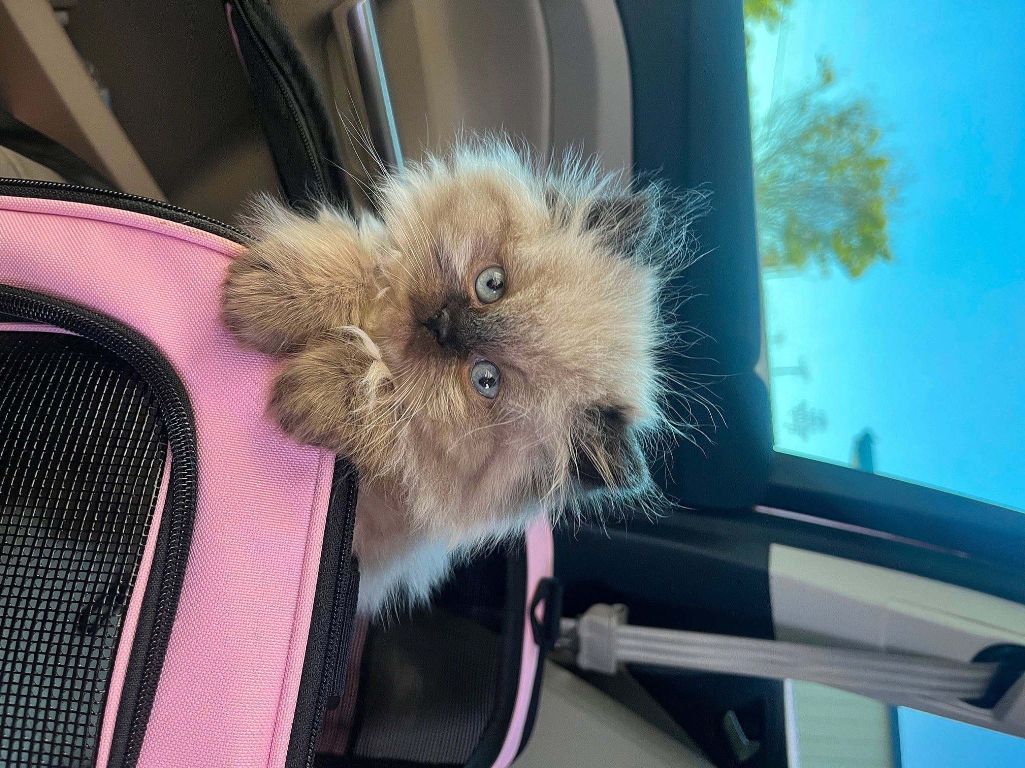 Bagel joined the competition — help win amazing prizes! auto_part, automotive_exterior, automotive_window_part, car, carnivore, companion_dog, dog_breed, electric_blue, felidae, fur, hood, motor_vehicle, personal_luxury_car, tree, vehicle, vehicle_door, whiskers, window, windscreen_wiper, windshield
