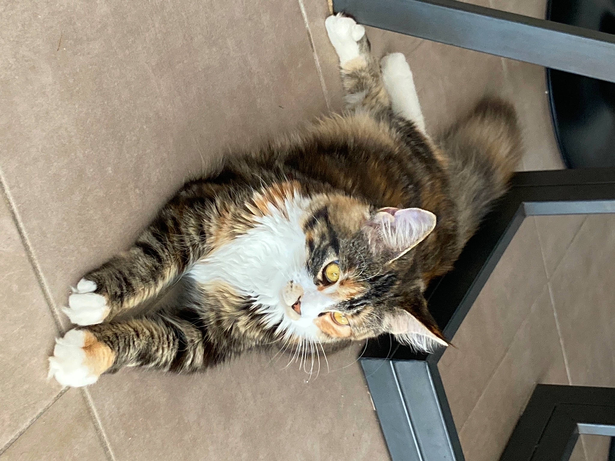 Ruby participe au concours pour gagner de l'argent avec cette photo : carnivore, cat, claw, comfort, domestic_short_haired_cat, felidae, fur, nap, paw, sitting, small_to_medium_sized_cats, snout, tail, whiskers, window, wood