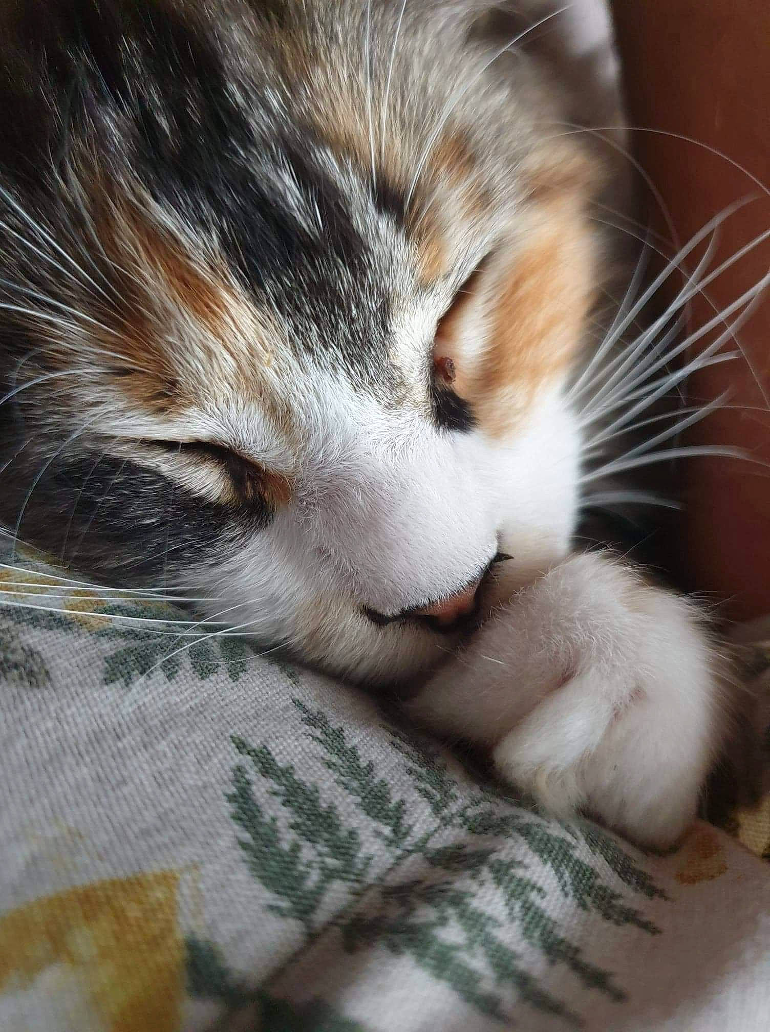 Ruby a rejoint le concours — aidez-le/la à gagner de superbes lots ! carnivore, cat, claw, comfort, domestic_short_haired_cat, eye, fawn, felidae, fur, head, iris, nap, paw, sleep, small_to_medium_sized_cats, snout, tail, whiskers, wildlife