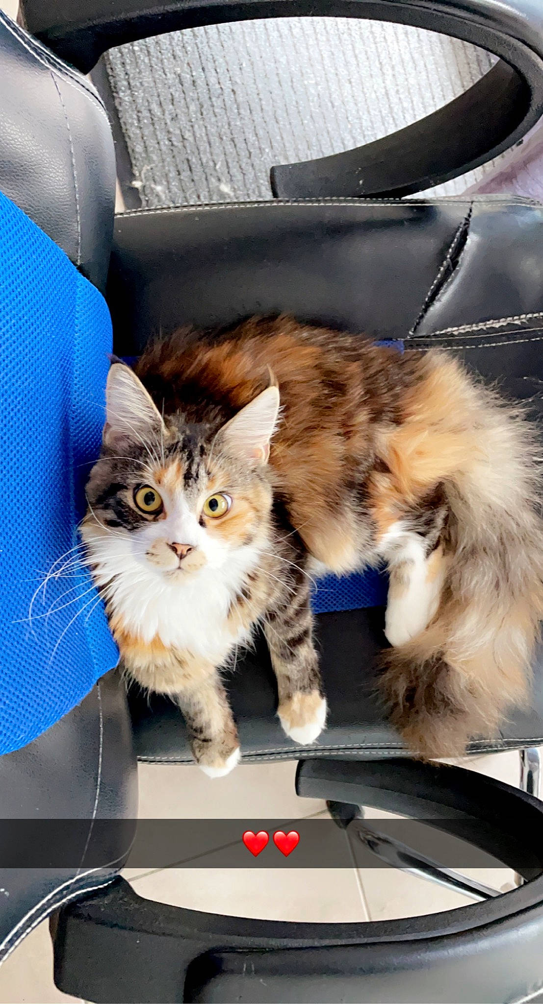 Ruby participe au concours pour gagner de l'argent avec cette photo : automotive_exterior, automotive_window_part, box, carnivore, cat, comfort, domestic_short_haired_cat, electric_blue, fawn, felidae, fur, lap, motor_vehicle, paw, sitting, small_to_medium_sized_cats, tail, whiskers, windscreen_wiper, windshield