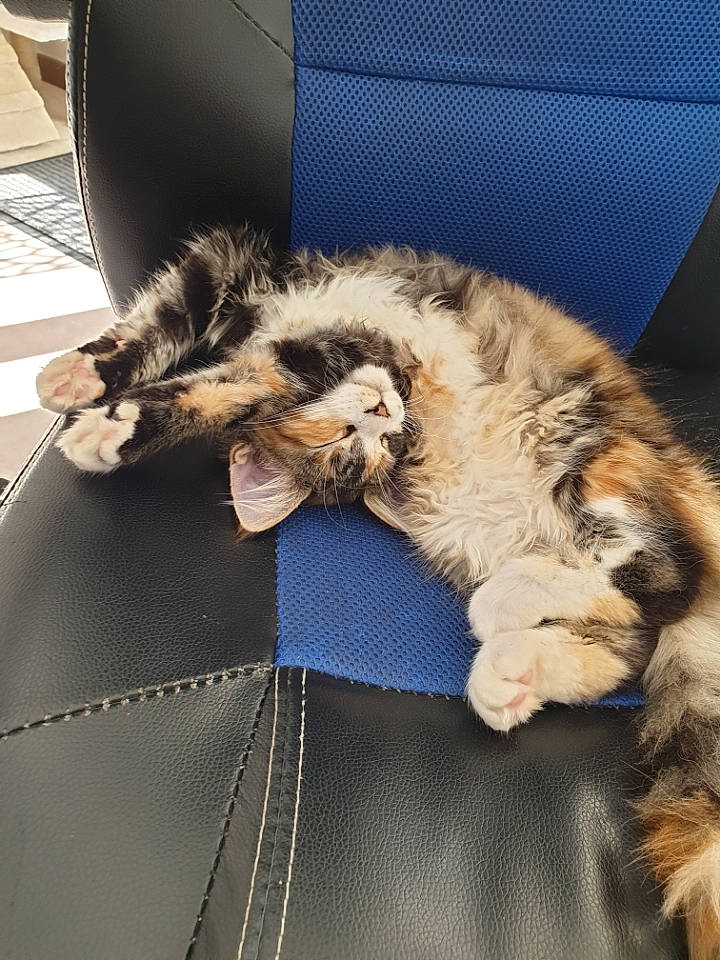 Ruby participe au concours pour gagner de l'argent avec cette photo : canidae, carnivore, cat, claw, comfort, companion_dog, couch, dog_breed, domestic_short_haired_cat, felidae, fur, lap, nap, paw, small_to_medium_sized_cats, snout, sporting_group, tail, terrestrial_animal, whiskers